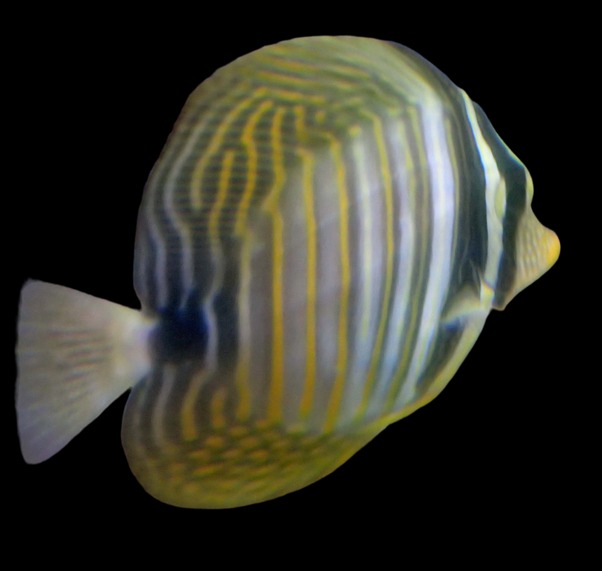 Zebrasoma desjardinii - Indischer Segelflossendoktor