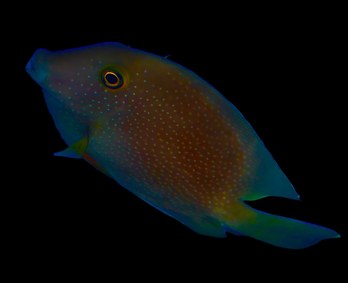 Ctenochaetus truncatus - Indischer Goldringdoktor