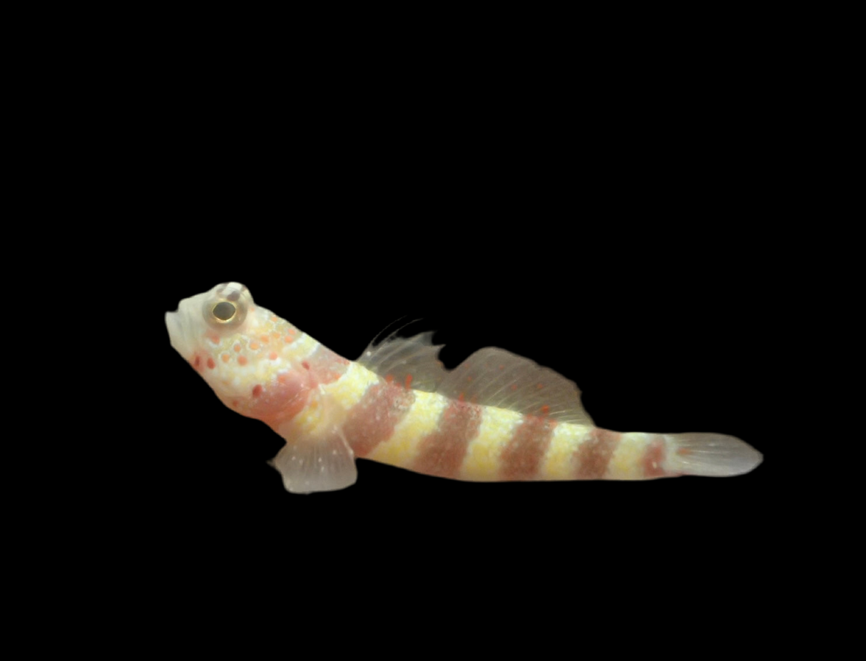 Amblyeleotris wheeleri - Wheelers Grundel