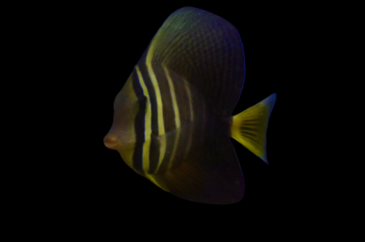 Zebrasoma Veliferum - Pazifischer Segelflossen-Doktorfisch