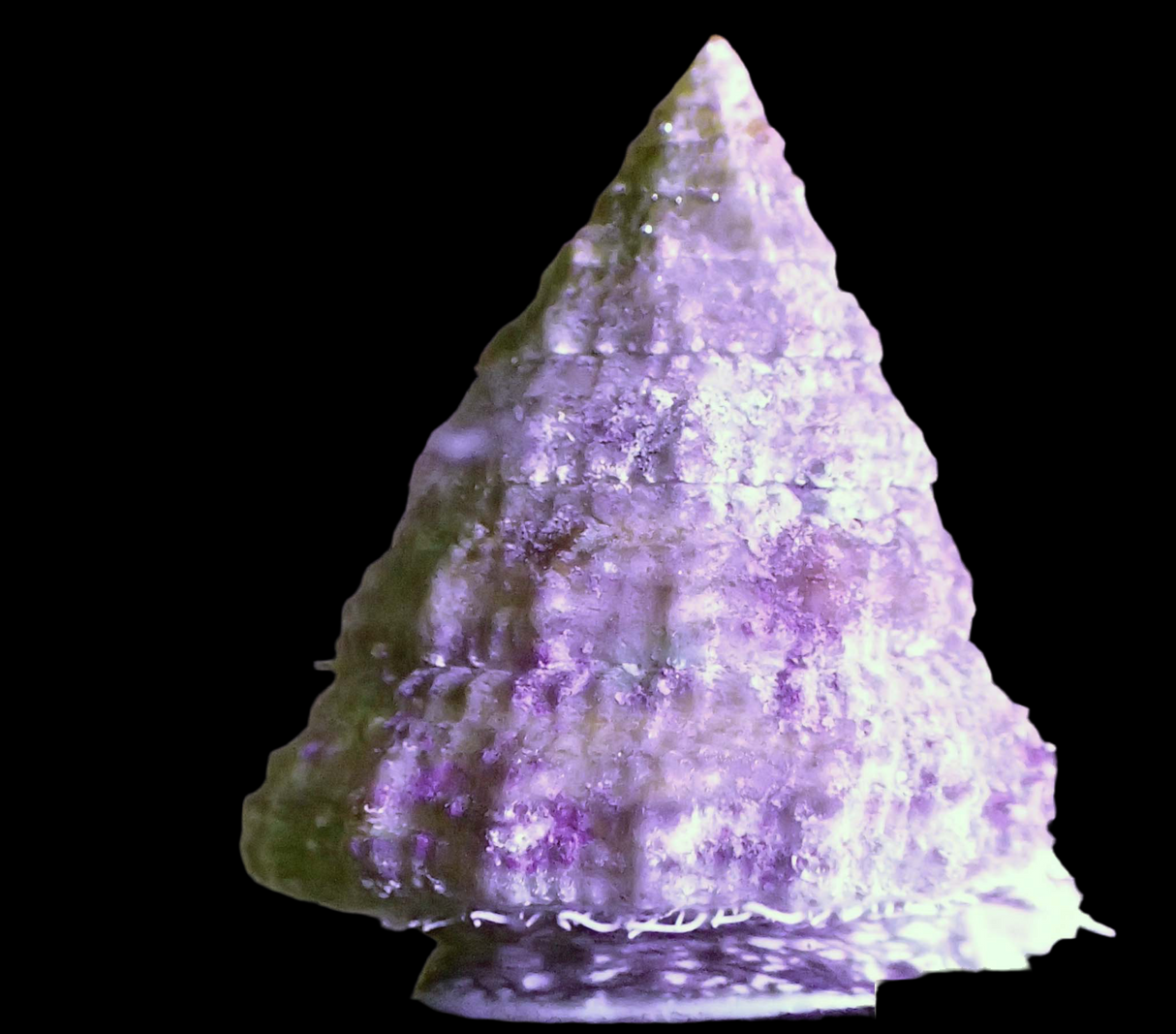 Tectus pyramis - Pyramiden-Kreiselschnecke