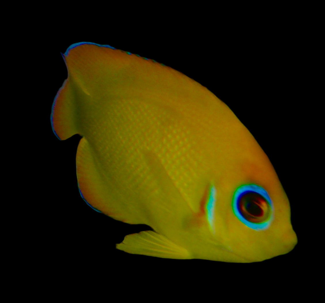 Centropyge flavissima - Zitronen-Zwergkaiserfisch