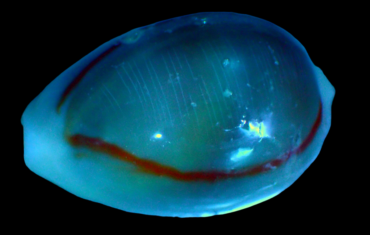 Monetaria annulus - Goldring Kaurischnecke