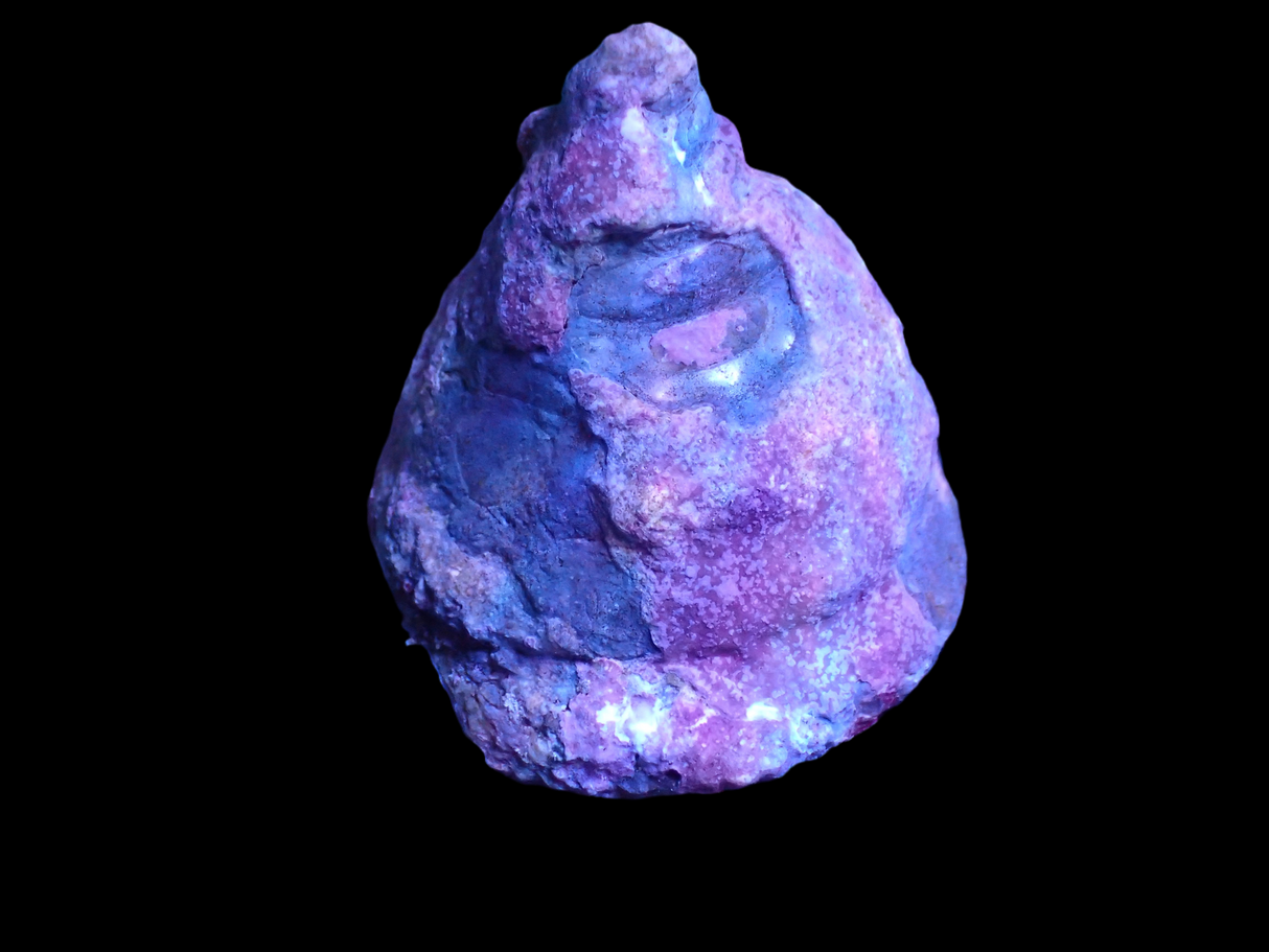 Trochus maculatus XXL