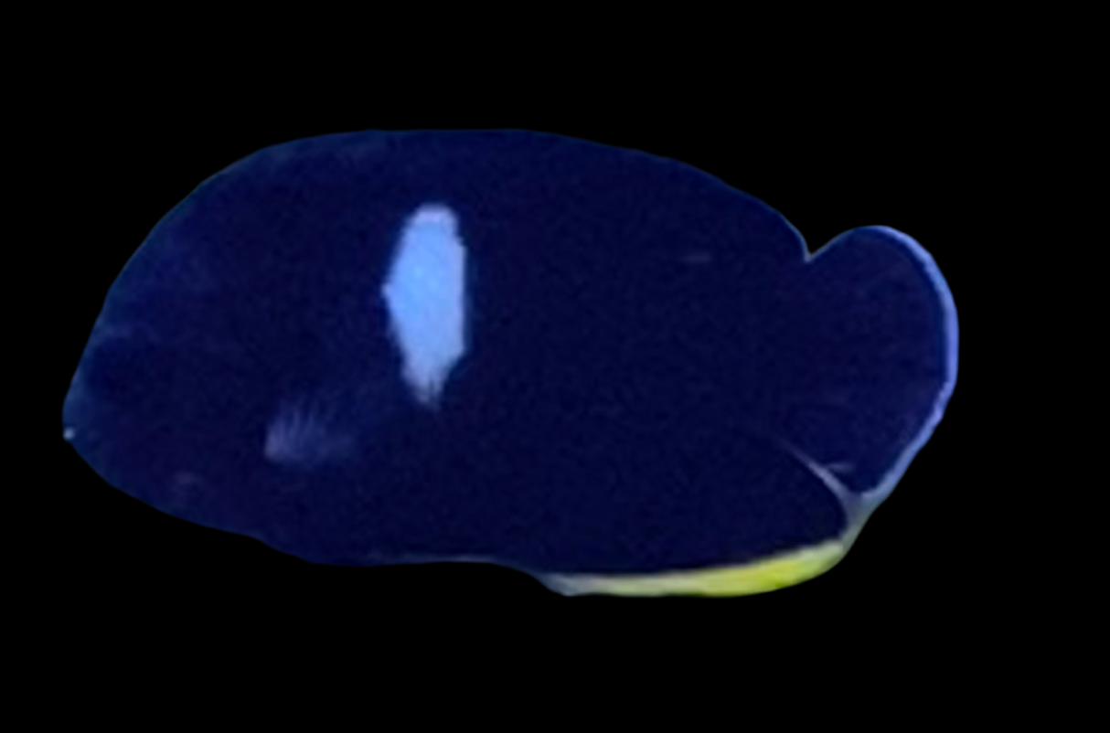 Centropyge tibicen -
Schlüsselloch-Zwergkaiserfisch