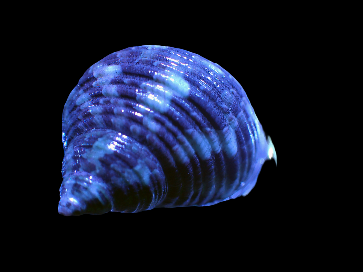 Turbobrunneus Schnecke