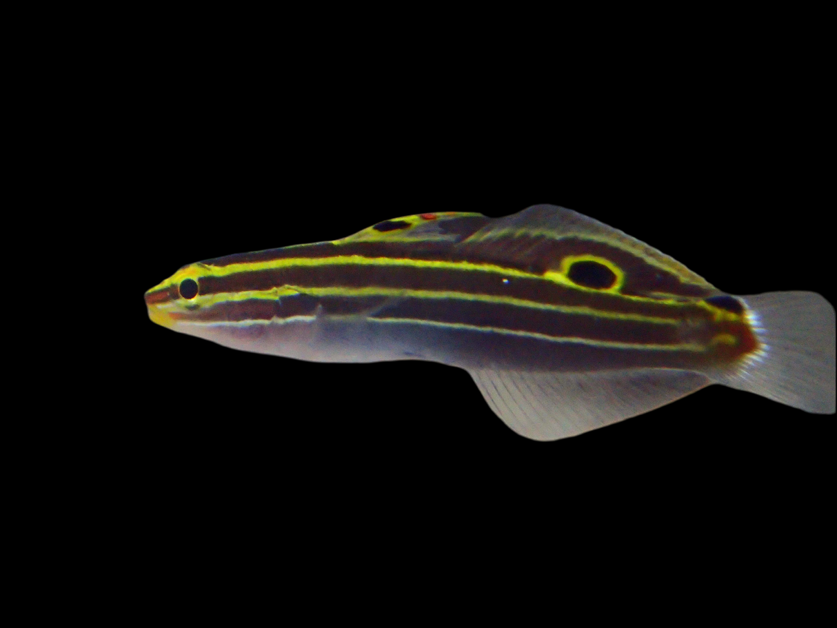 Koumansetta Hectori - Hector´s Grundel