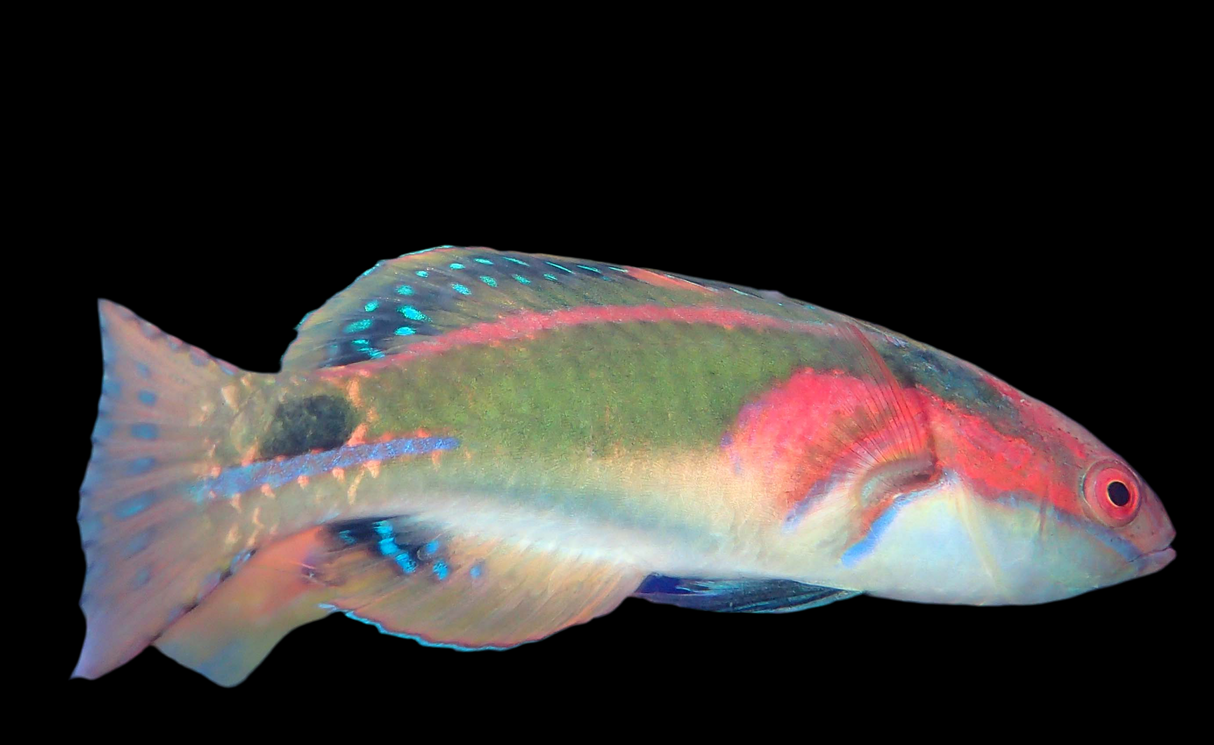 Cirrhilabrus exquisitus - Pracht-Zwerglippfisch