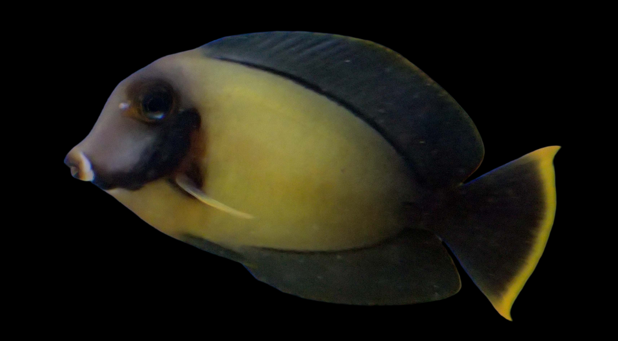 Acanthurus Pyroferus - Schokoladen Doktorfisch