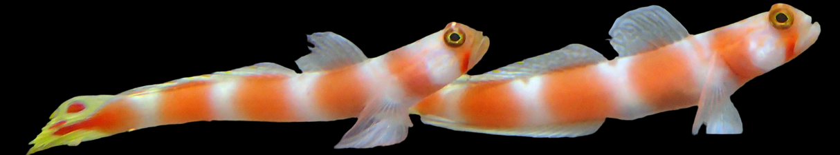 Amblyeleotris Aurora - Partner-Grundel