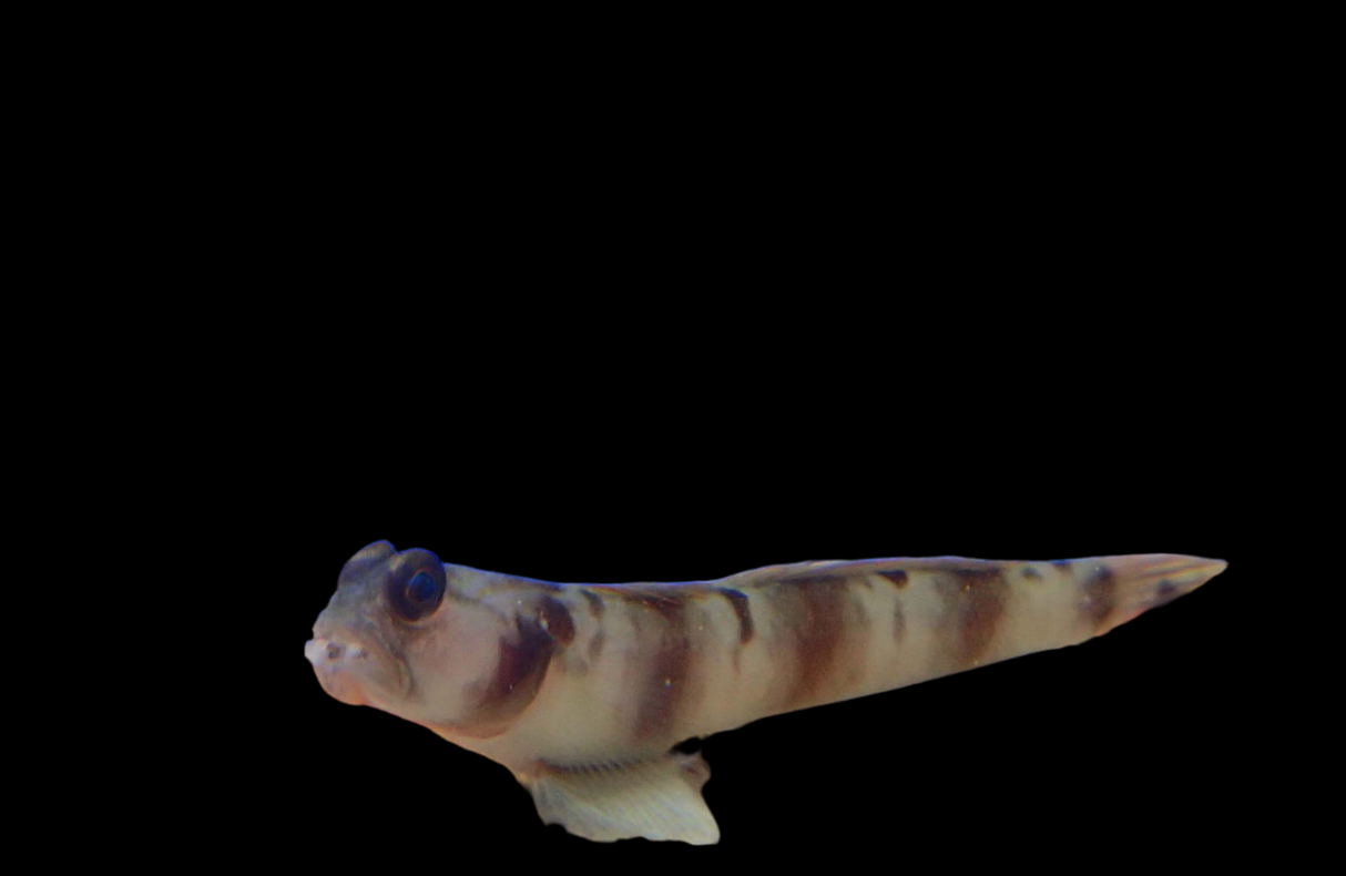 Amblyeleotris diagonalis - Diagonal-Wächtergrundel - Diamantgrundel