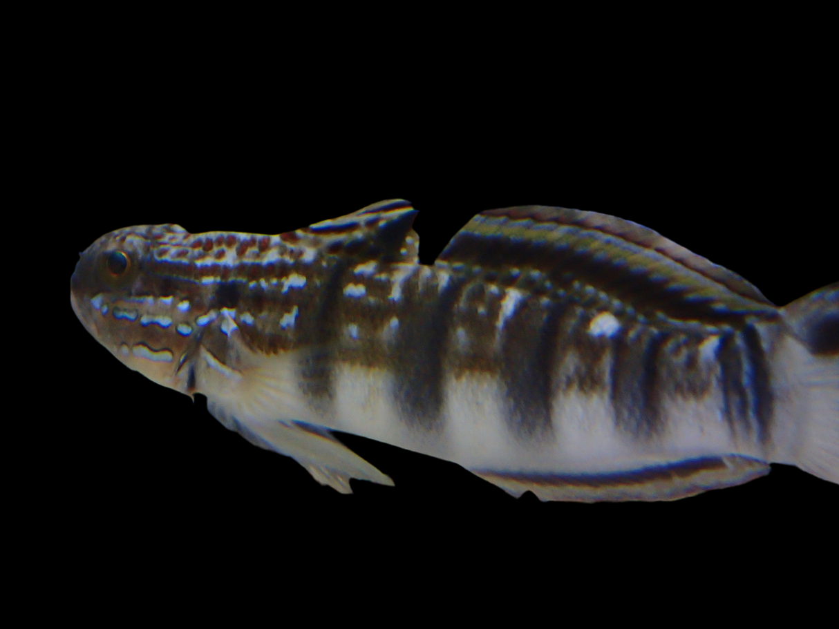 Amblygobius Phalaena Bagger-Grundel