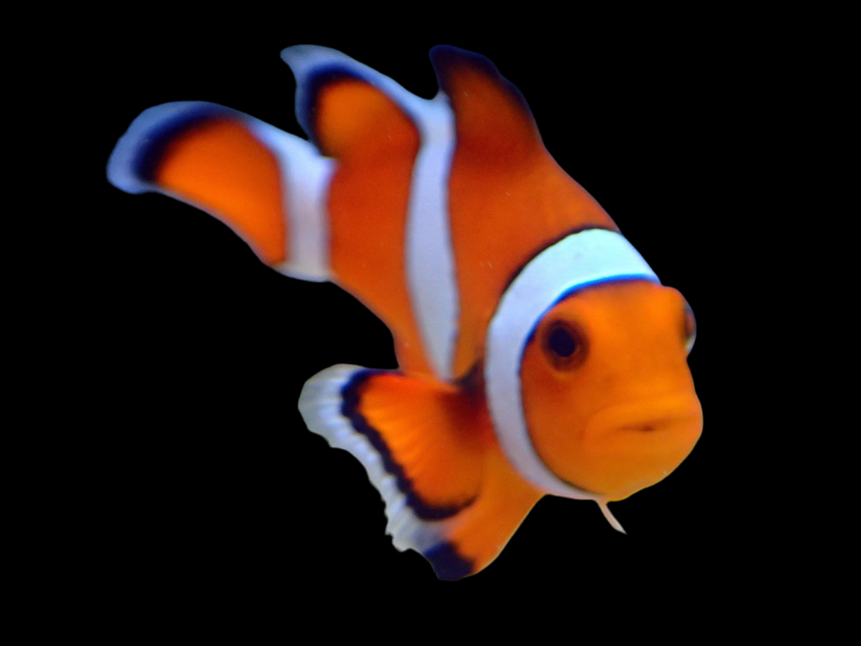 Amphiprion Ocellaris - Falscher Clownfisch Paar