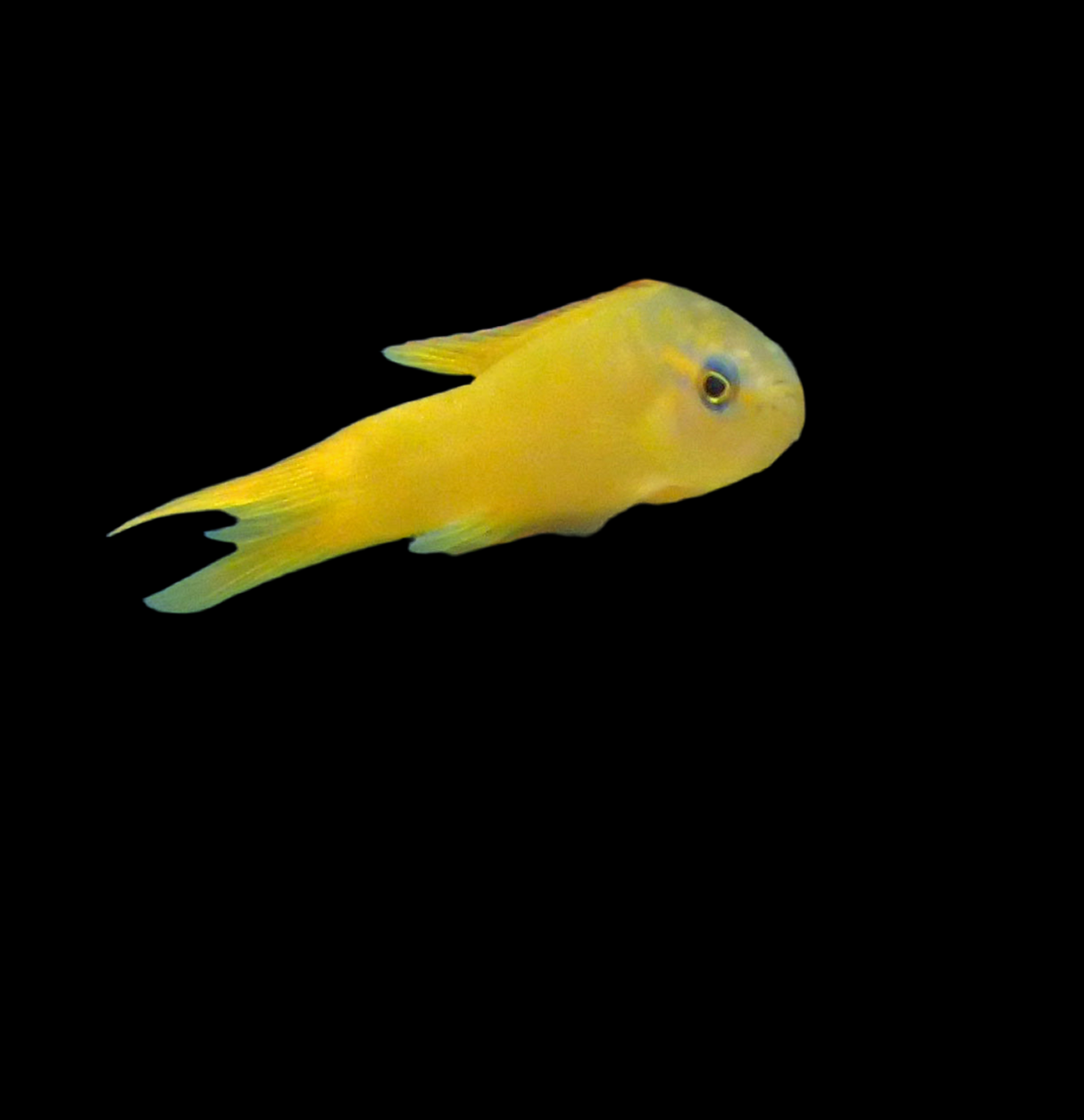 Assessor flavissimus - Gelber Mirakelbarsch