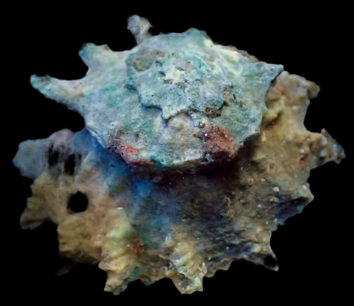 Astrea Stachelschnecke