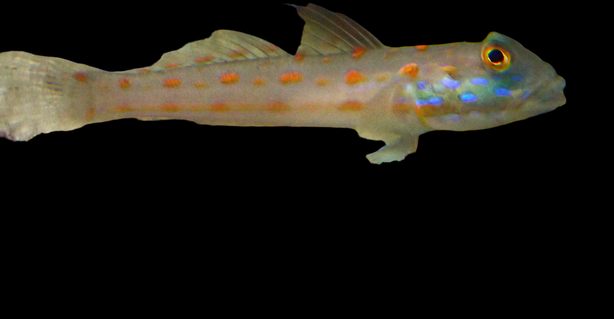 Valenciennea puellaris - Gobie dormeur vierge