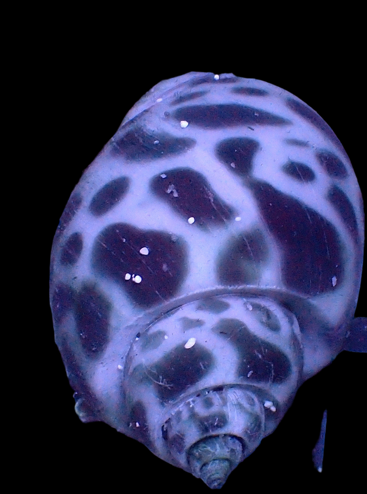 Babylonia zeylanica - Babylonia Schnecke