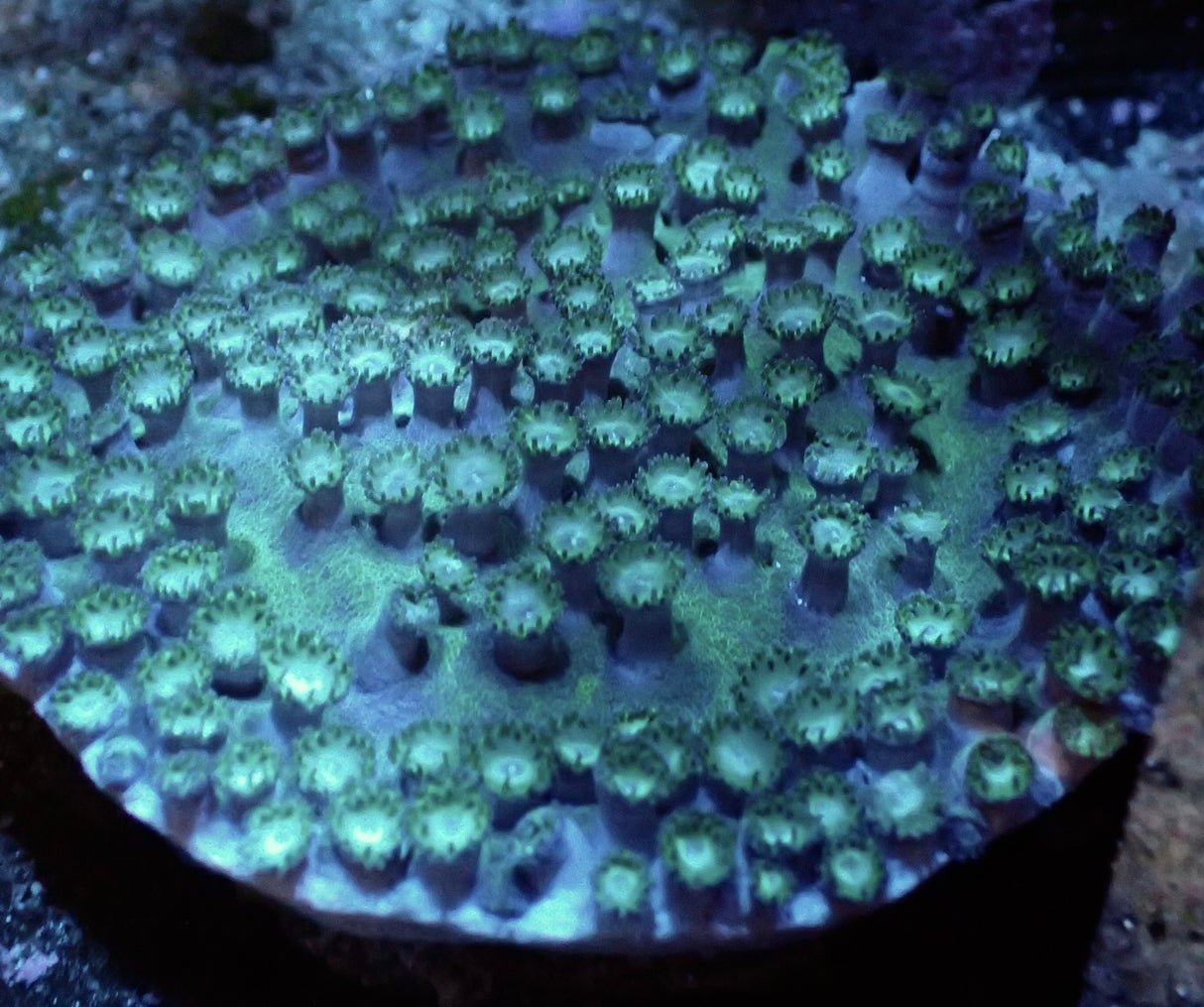 Turbinaria mesenterina Kelchkoralle - Selten