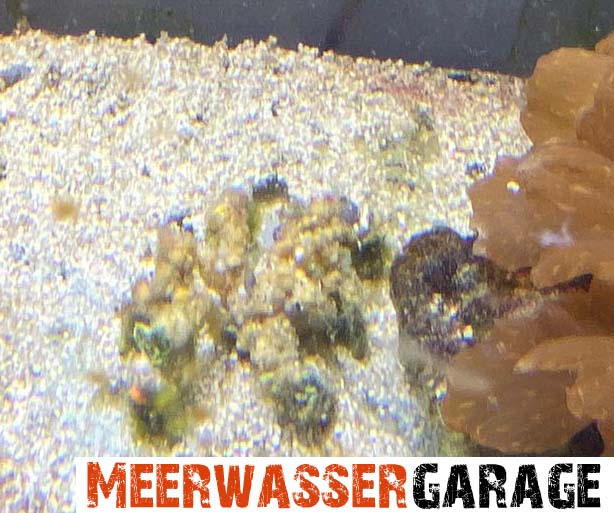 Camposcia Retusa - Dekorateurkrabbe