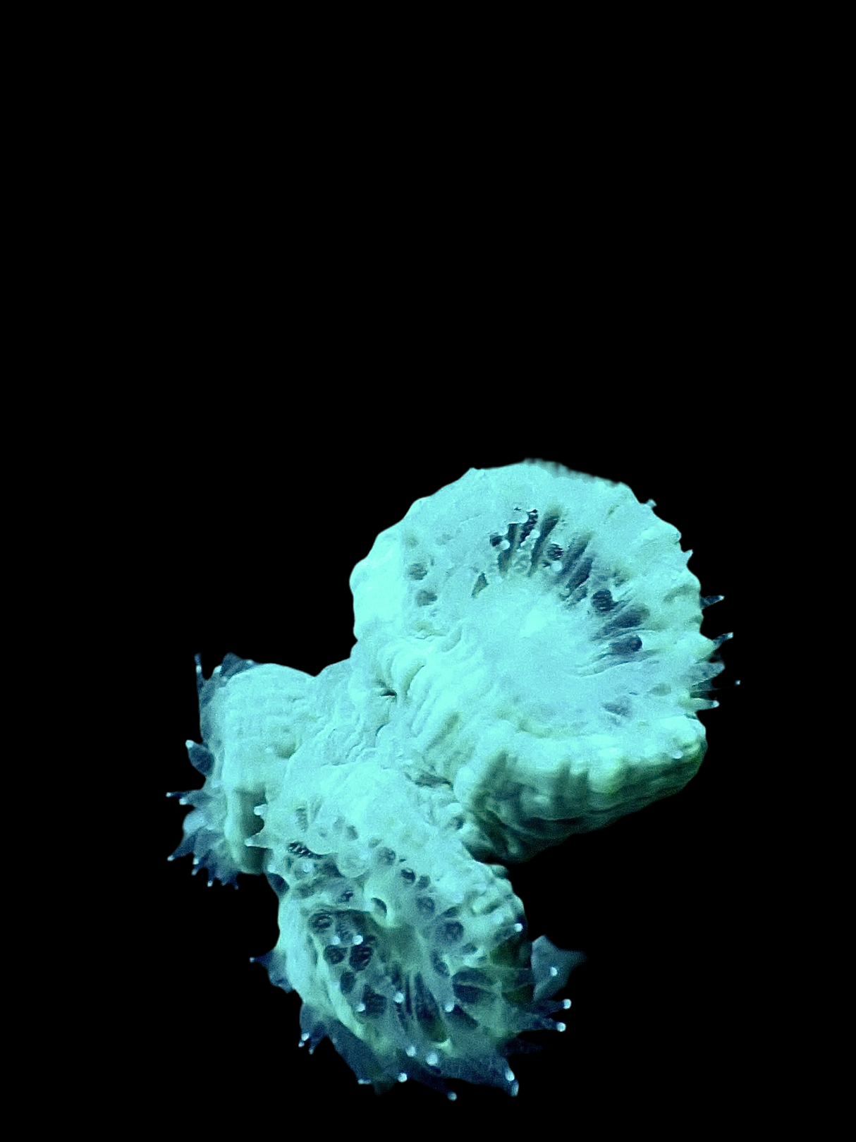 Caulastraea - Flötenkoralle