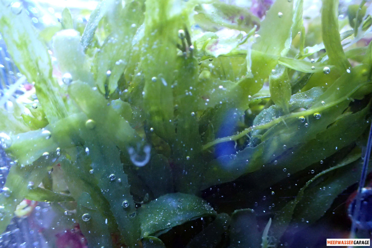 Caulerpa Mix