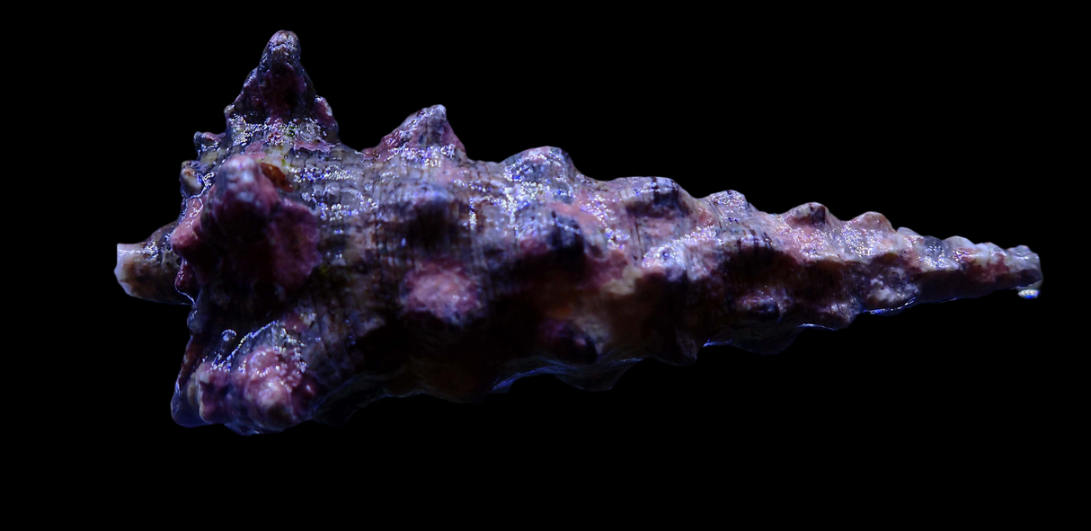 Cerithium vulgatum - Gemeine Seenadelschnecke Groß