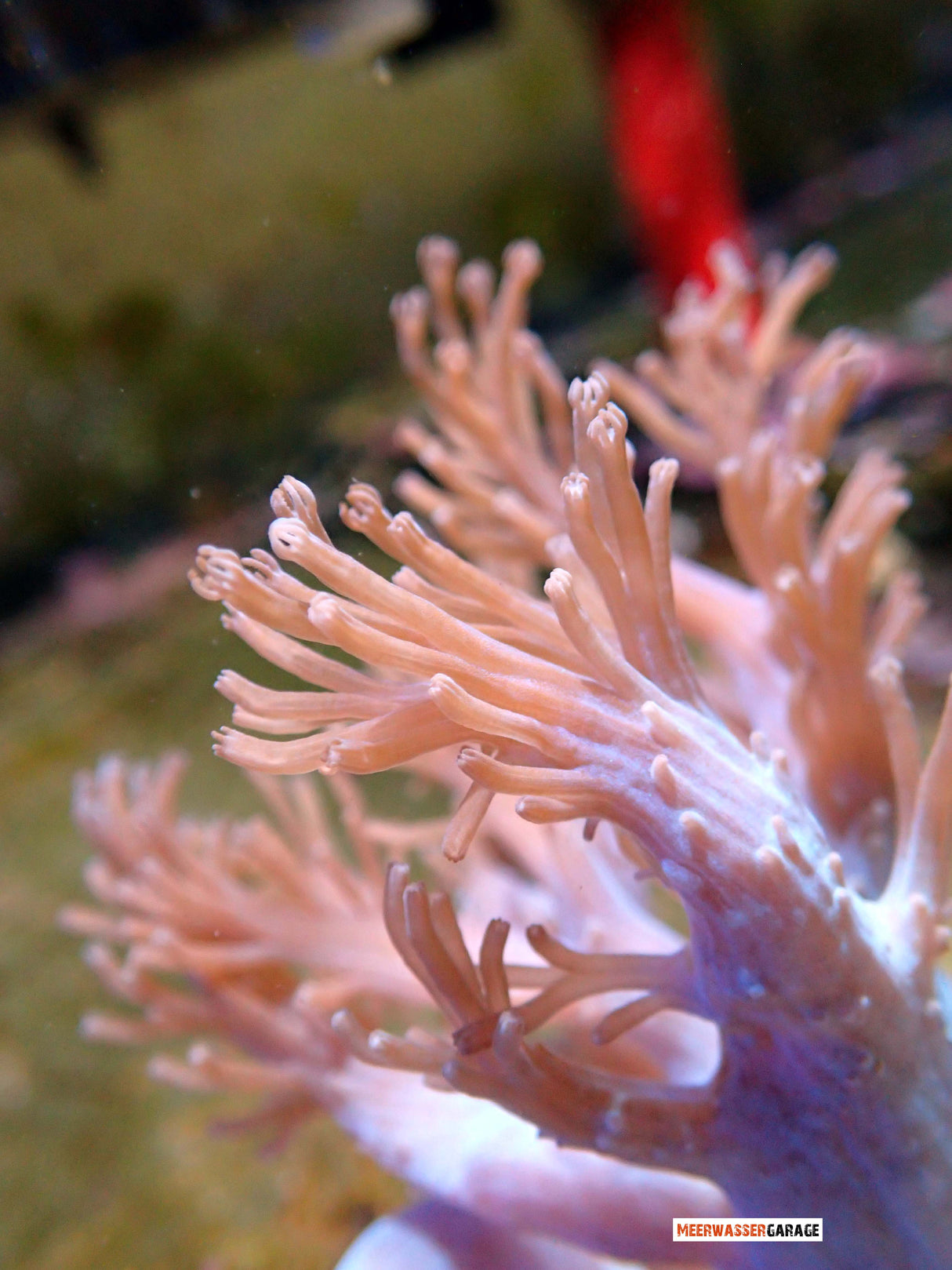 Cespitularia Erecta - Aufrechte Cespitularia