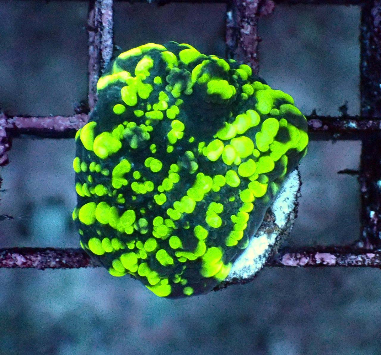 Chalice Green Sprinkled Eye