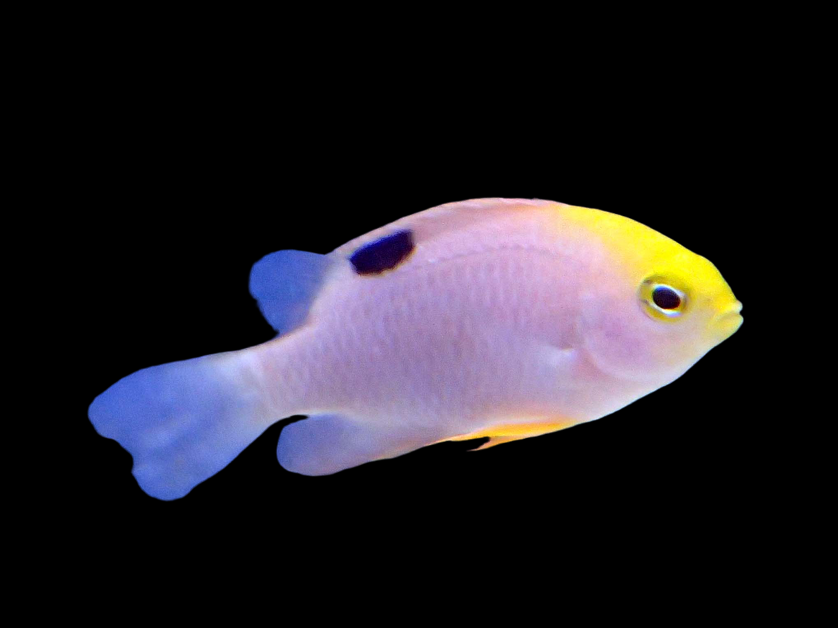 Chrysiptera Talboti - Talbots Riffbarsch