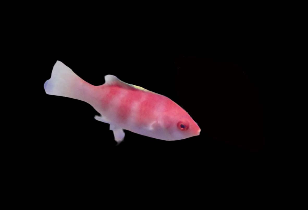 Cirrhilabrus flavidorsalis Gelbrücken-Zwerglippfisch