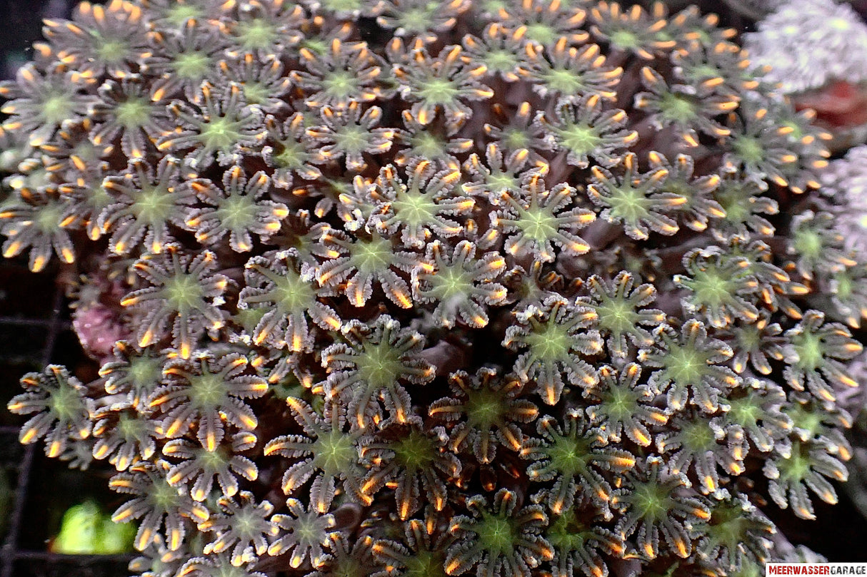 Clavularia Golden Stripe