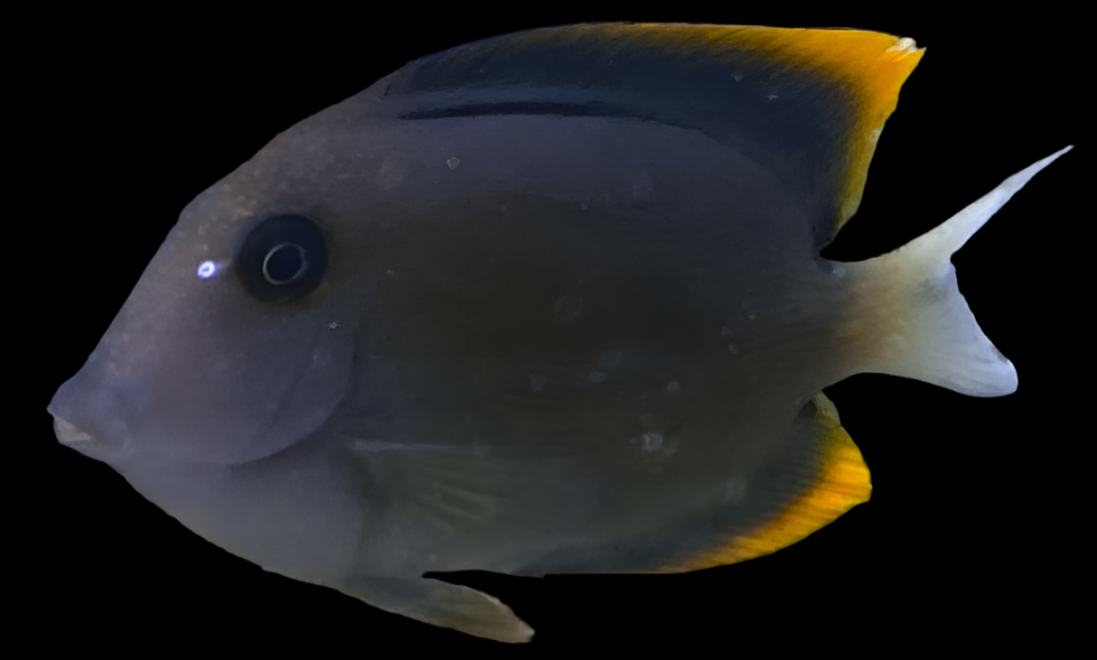 Ctenochaetus Tominiensis - Tominis-Borstenzahndoktor