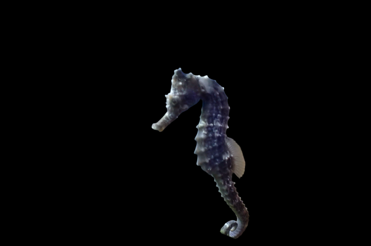 Hippocampus erectus - Seepferdchen DNZ