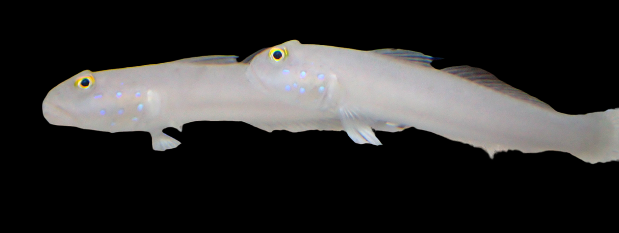 Valenciennea sexguttata - gobie dormeur à six points