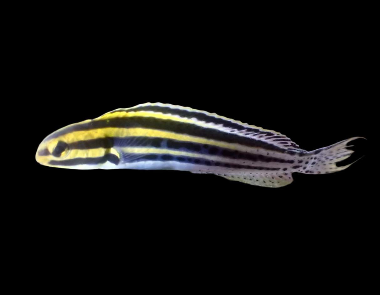 Meiacanthus grammistes - Zebra-Schleimfisch