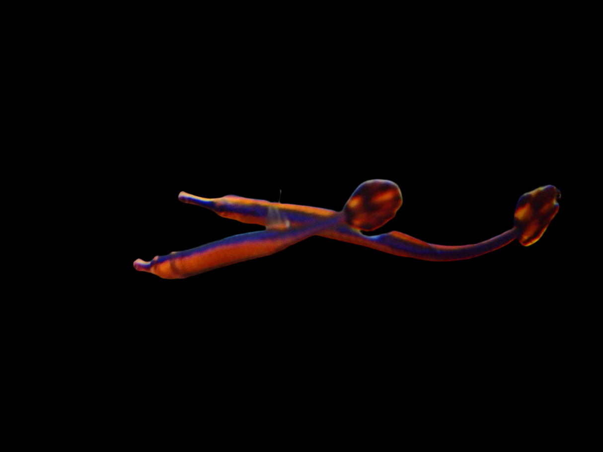 Doryrhamphus Excisus - Blaustreifen-Seenadel Paar