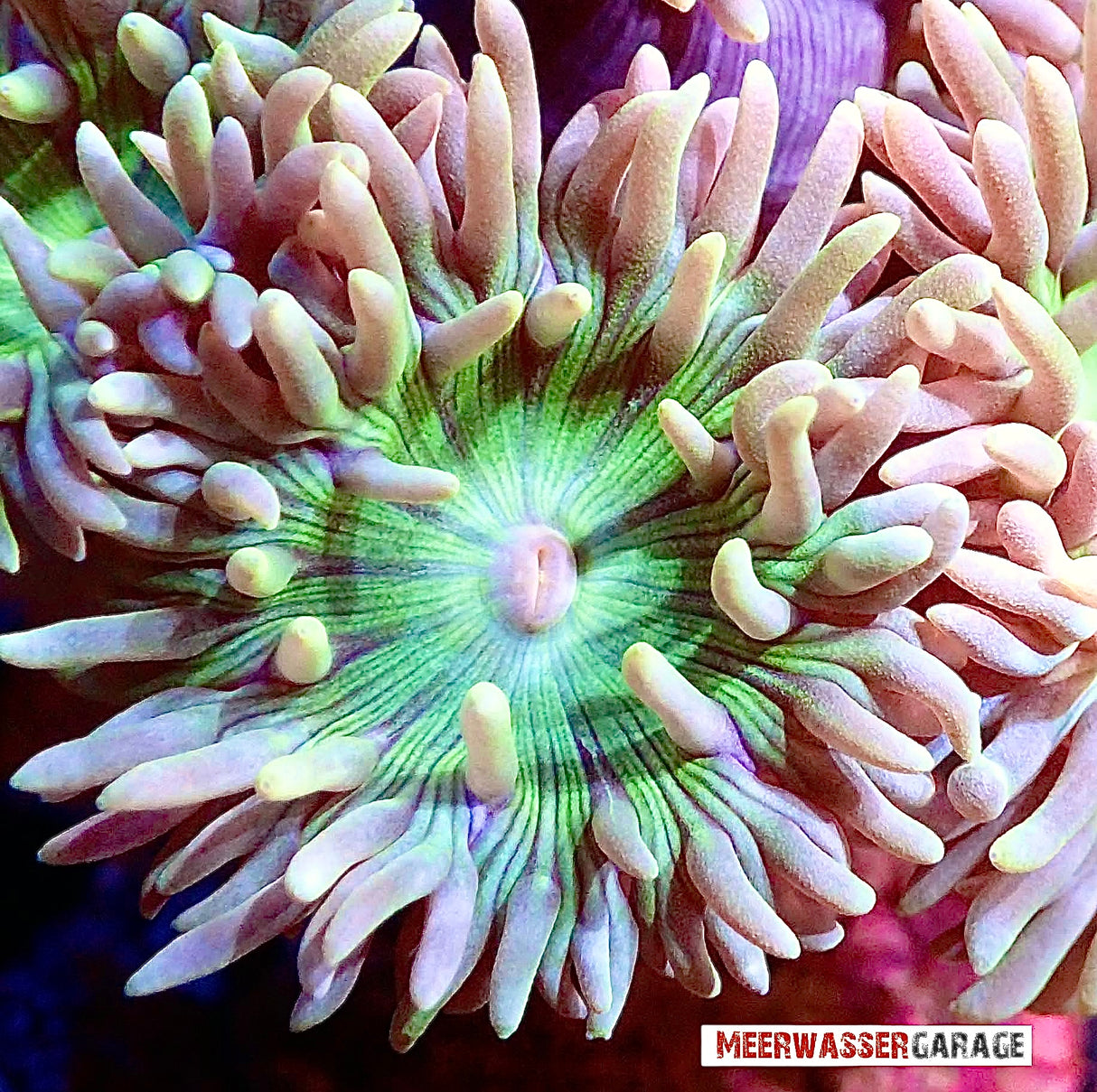 Duncanopsammia Axifuga - Bartkoralle