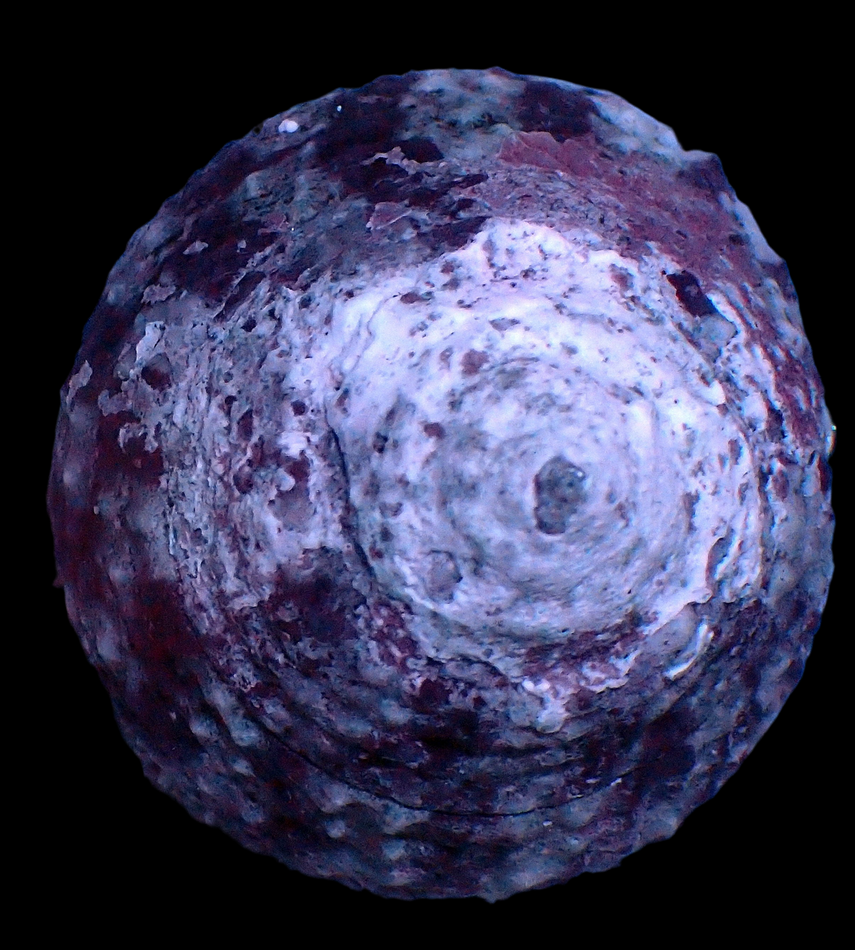 Trochus sp. Turboschnecke