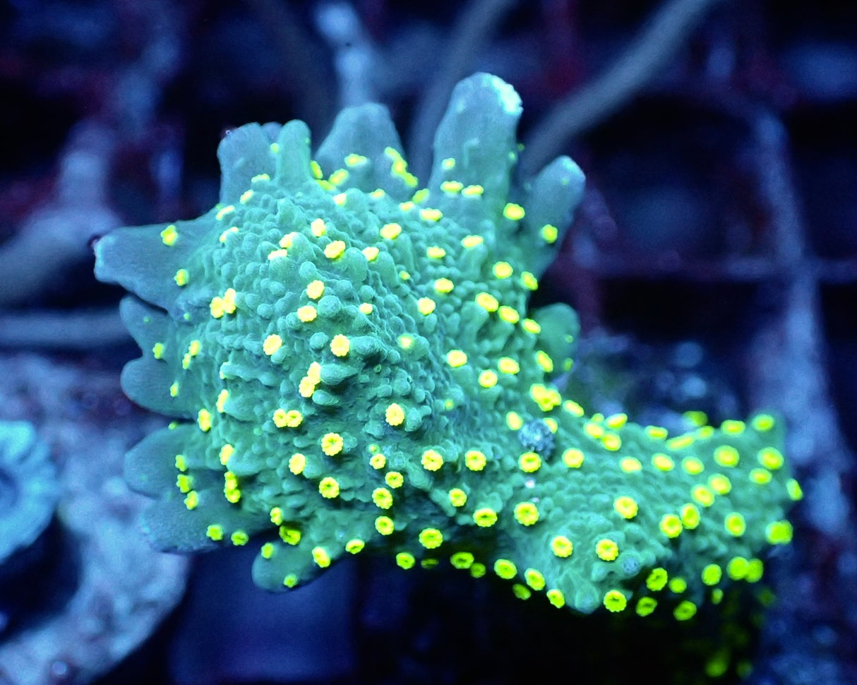 Montipora Star Wars