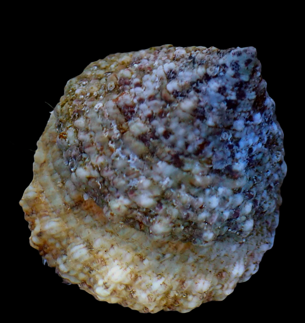 Tectus fenestratus - Fenster-Kreiselschnecke