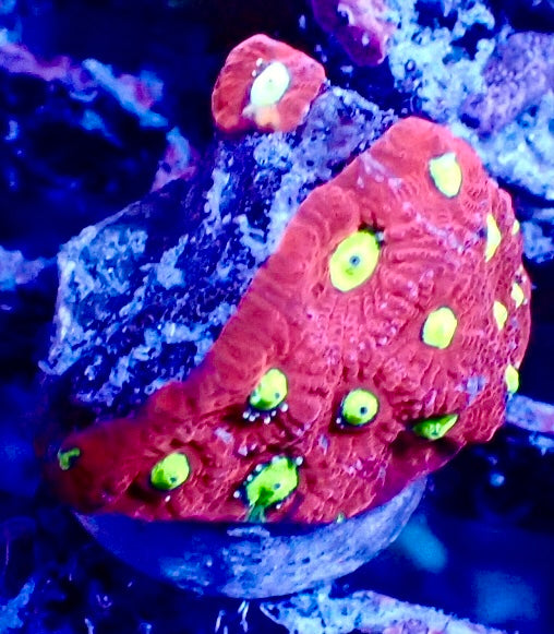 Favites Pentagona WYSIWYG