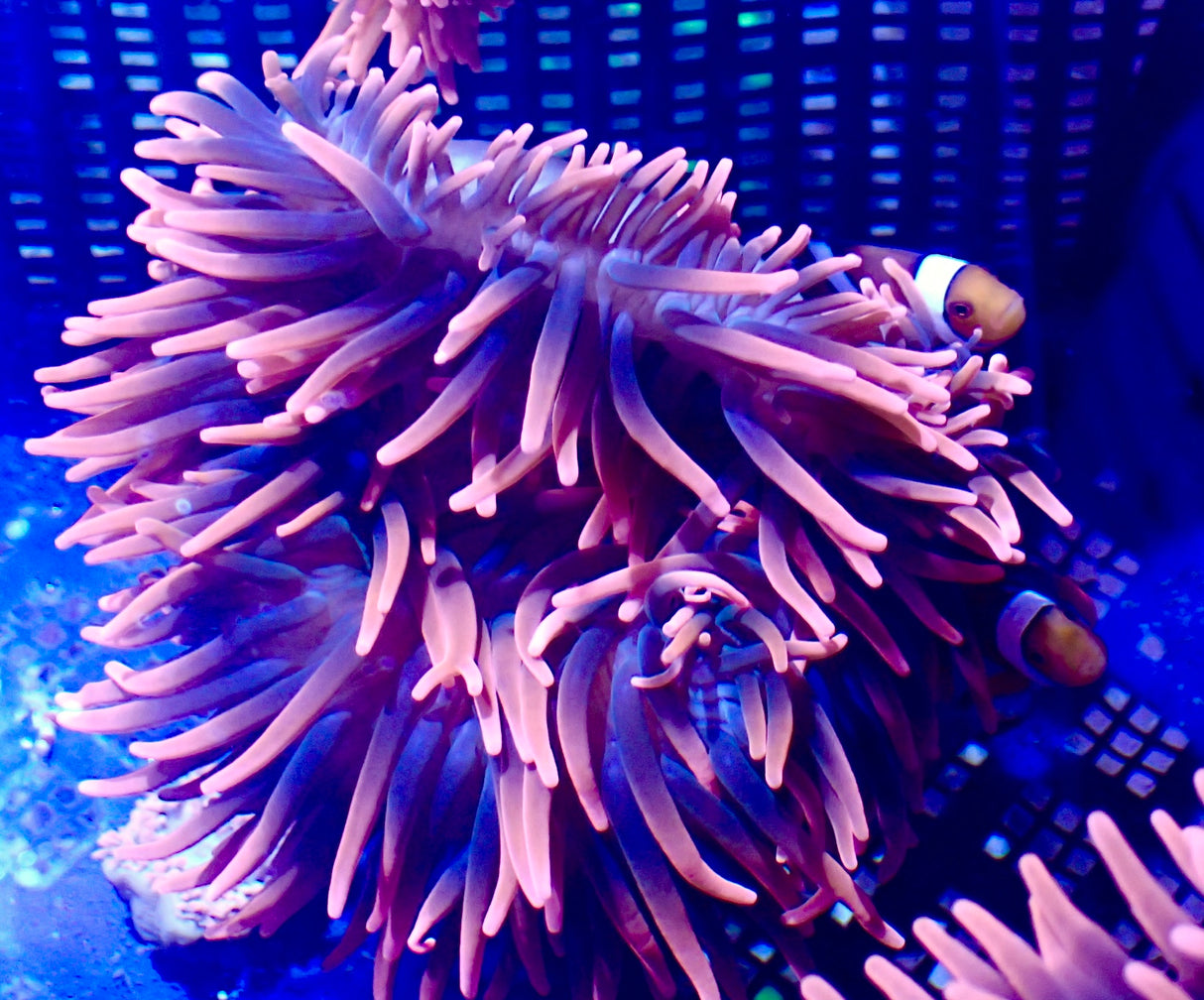 Paar Amphibrion Ocellaris mit Kupferanemone