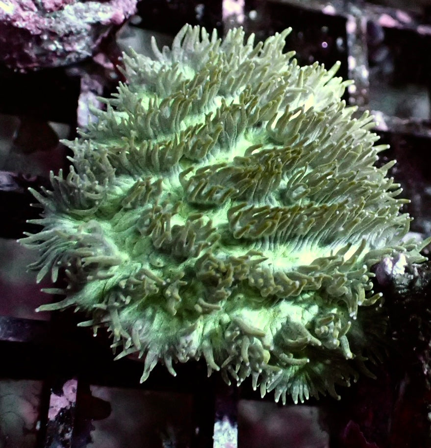 Hydnophora pilosa - Kristallkoralle