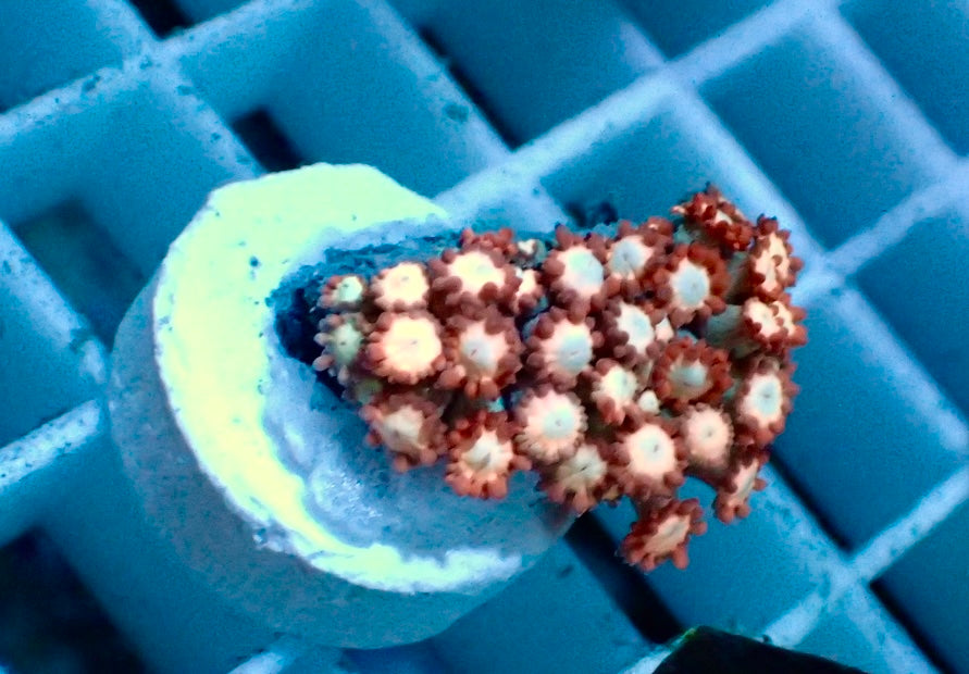 Goniopora Fire and Ice