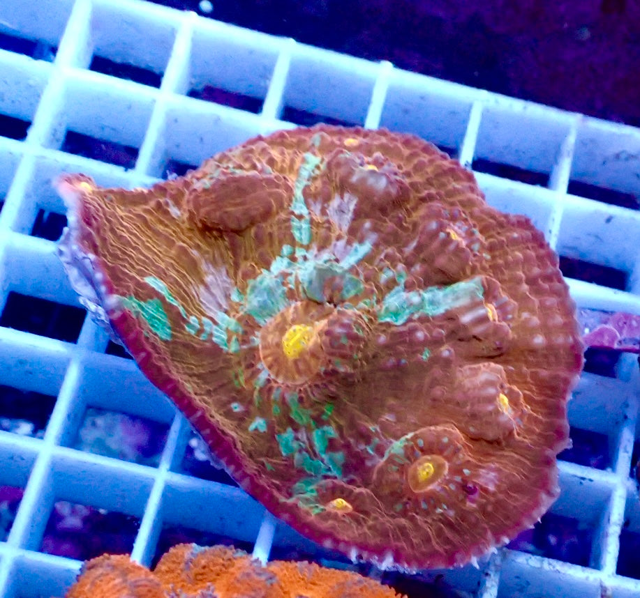 Echinophyllia Chalice