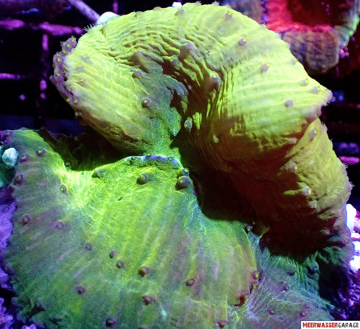 Ohrenlederkoralle - Sinularia brassica grün