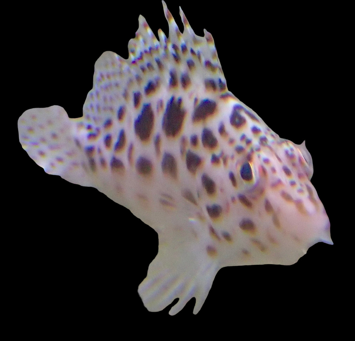 Cirrhitichthys aprinus - Gefleckter Korallenwächter Paar