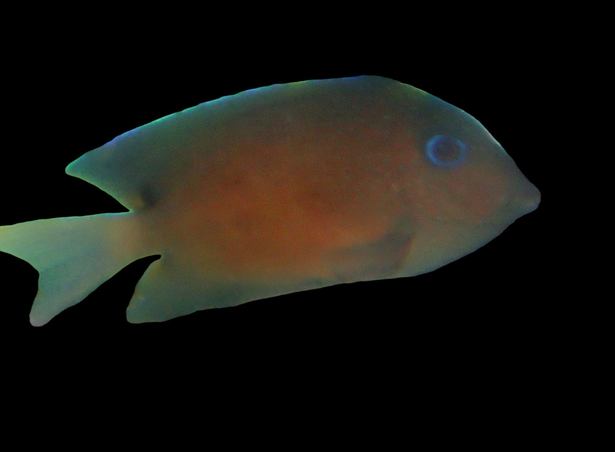 Ctenochaetus binotatus - Zweipunkt- Borstenzahndoktor