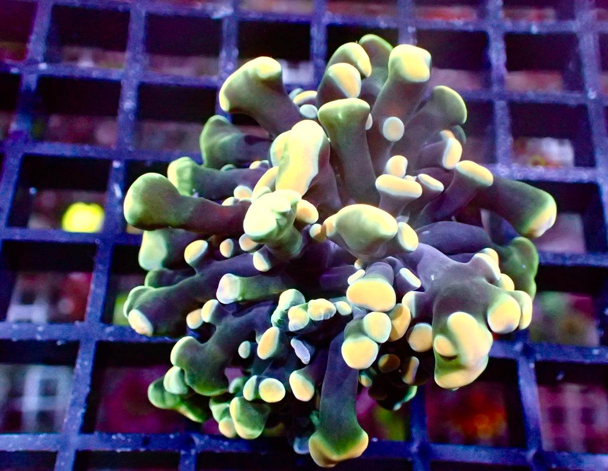 Euphyllia Paraancora Gold Reverse WYSIWYG
