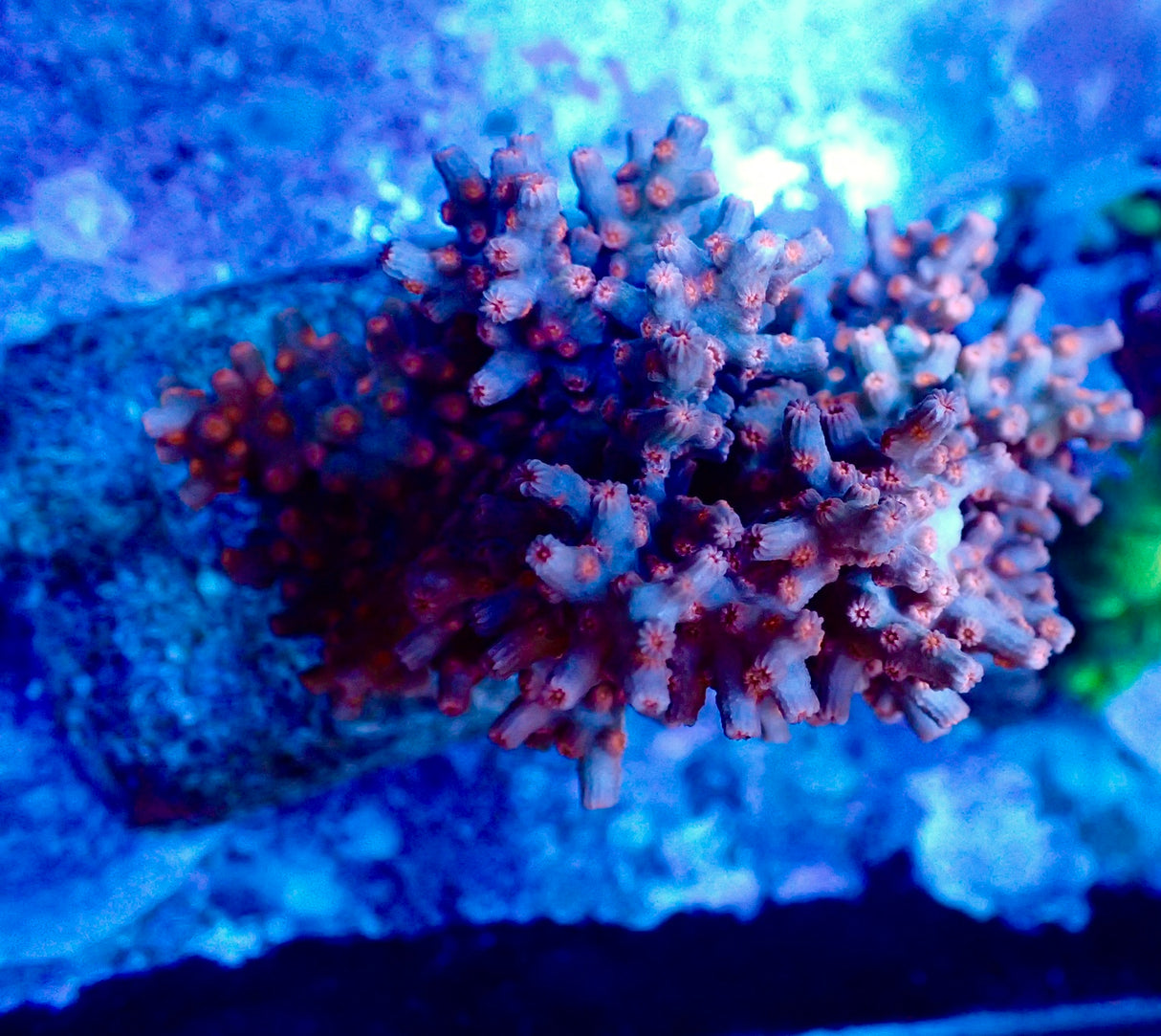 Cyphastrea Decadia Rot